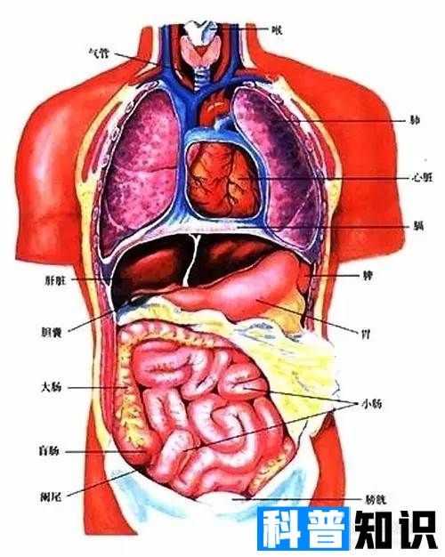 人的肚子器官图解