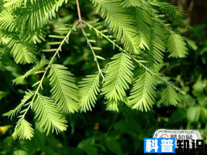 盘点中国十大珍稀植物