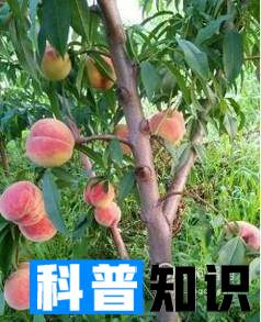 最好的桃树品种是什么