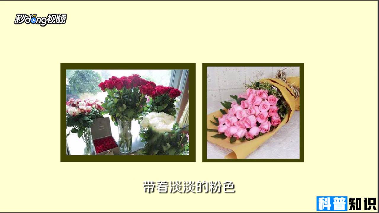 粉红色玫瑰花花语是什么？