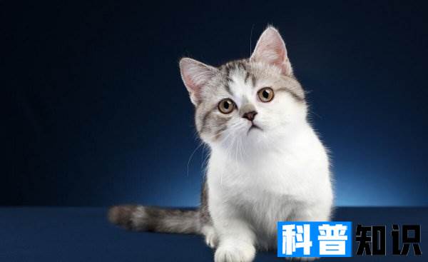 曼基康猫为什么不建议买 不建议养矮脚猫的七个理由-第2张图片