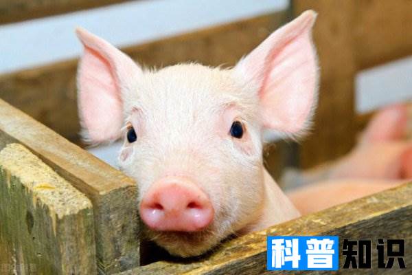 动物中猪的智商有多高 猪的智商相当于人类的几岁
